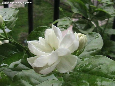 茉 莉 花|茉莉 